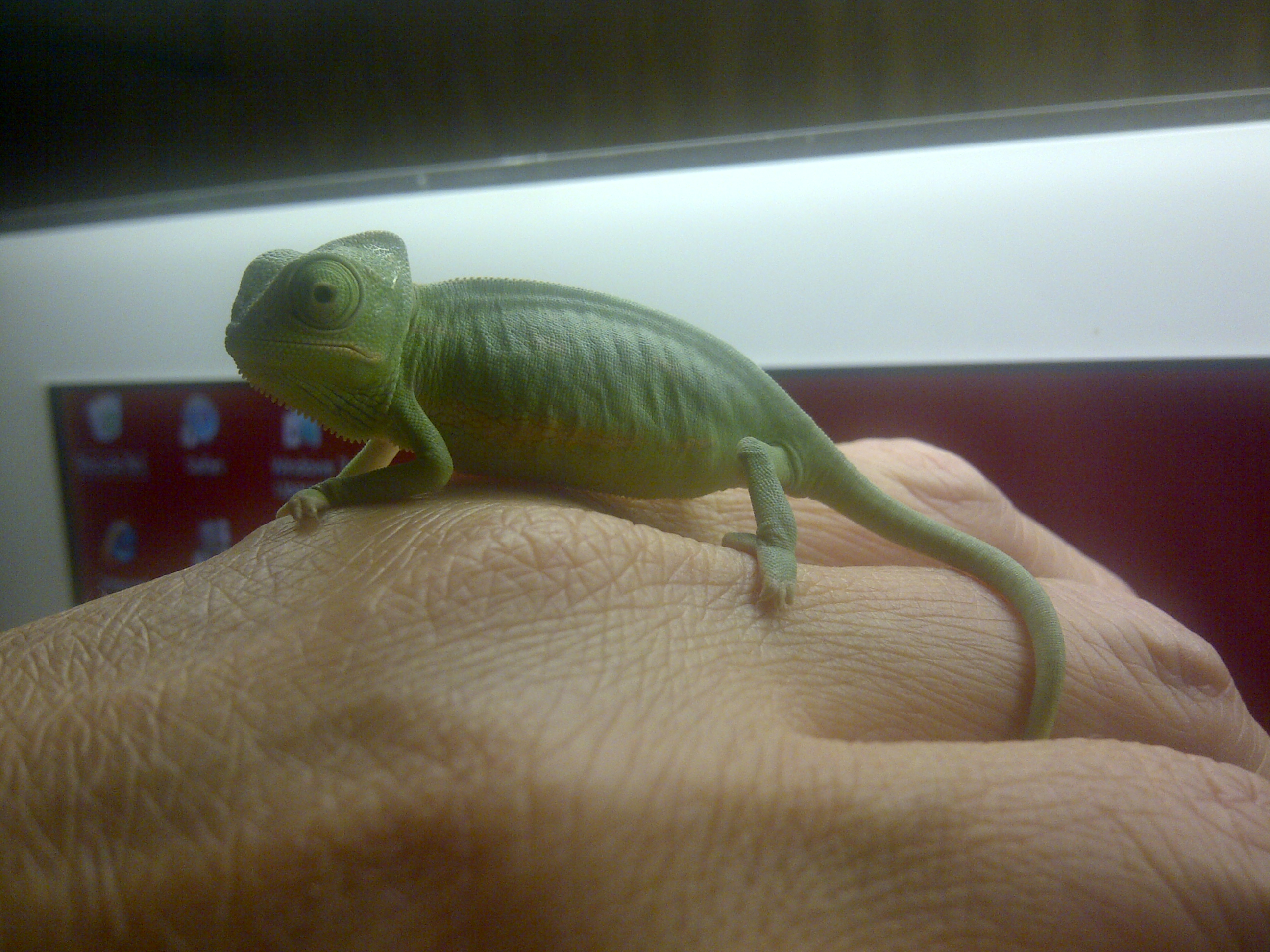 Our New Chameleon - And Other Pets