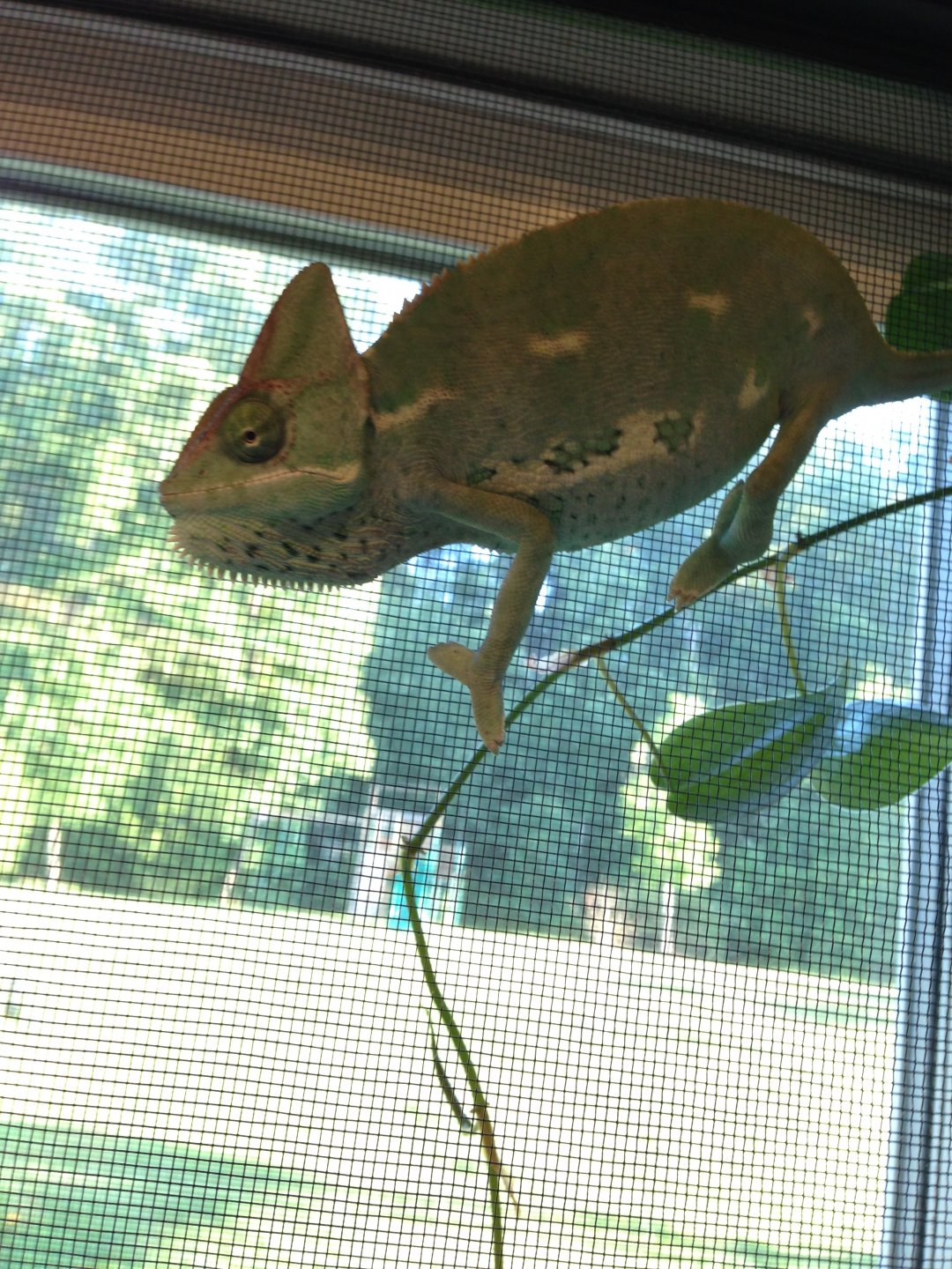 Our New Chameleon