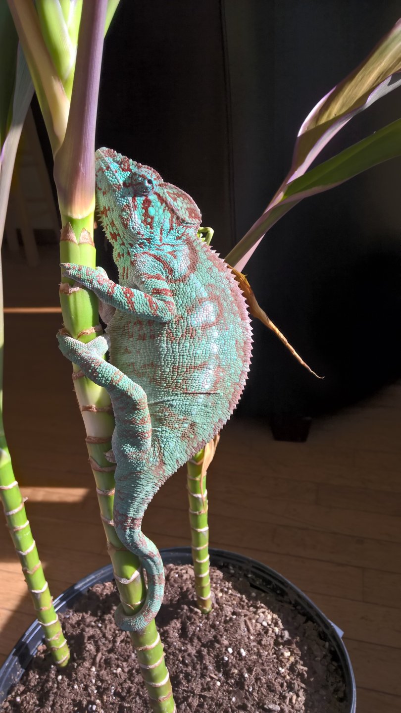 Outstaleti Chameleon (Bella)