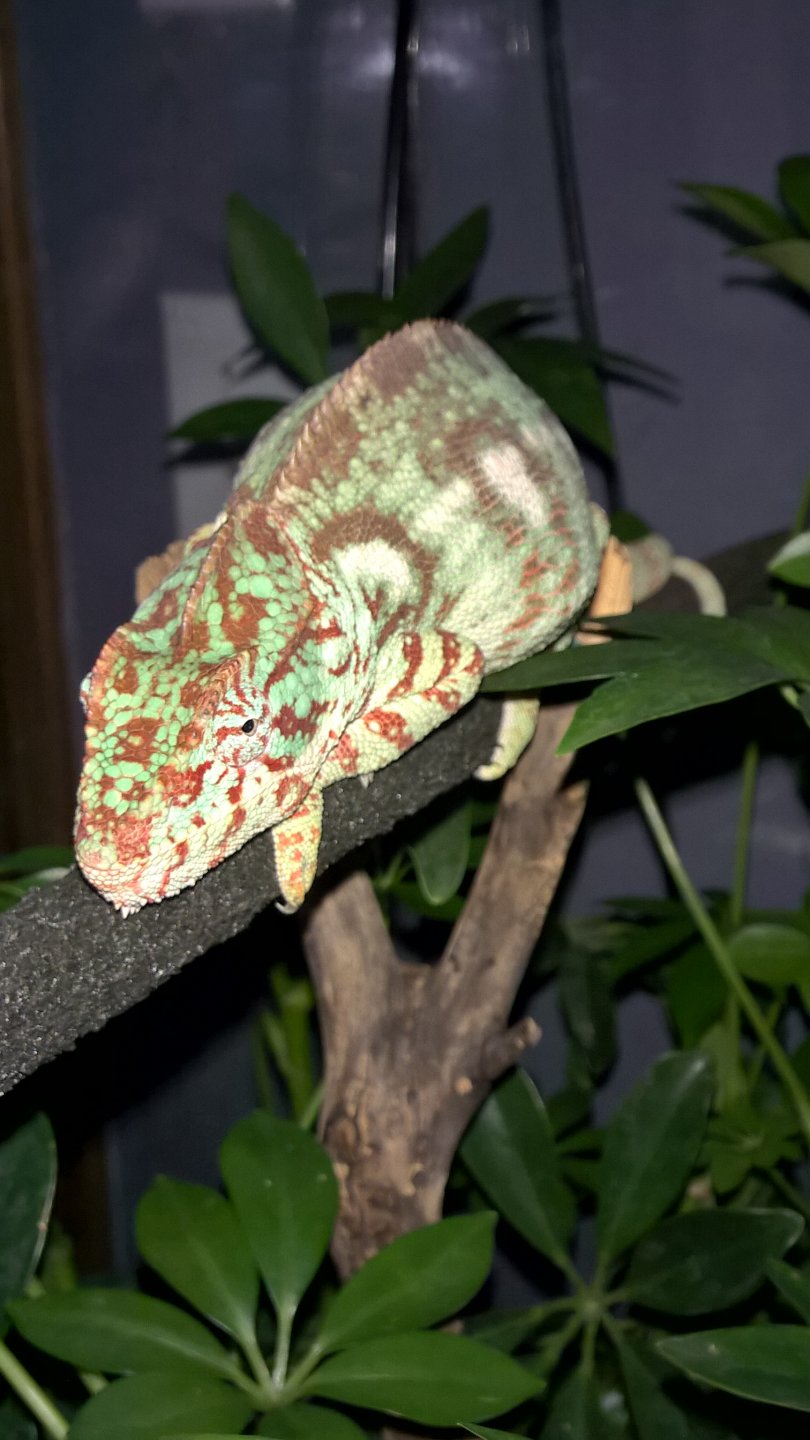 Outstaleti Chameleon (Bella)