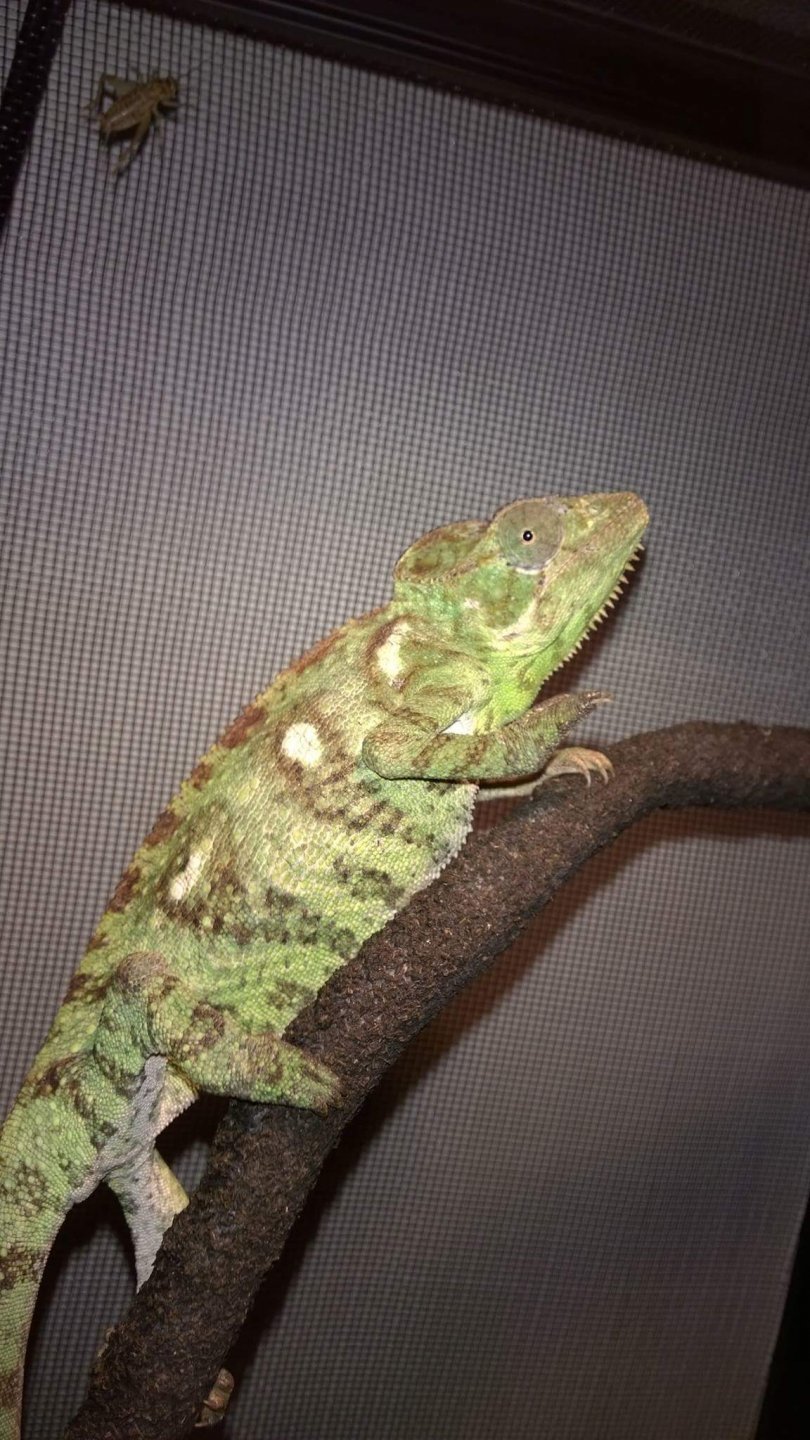 Outstaleti Chameleon (Pepper)