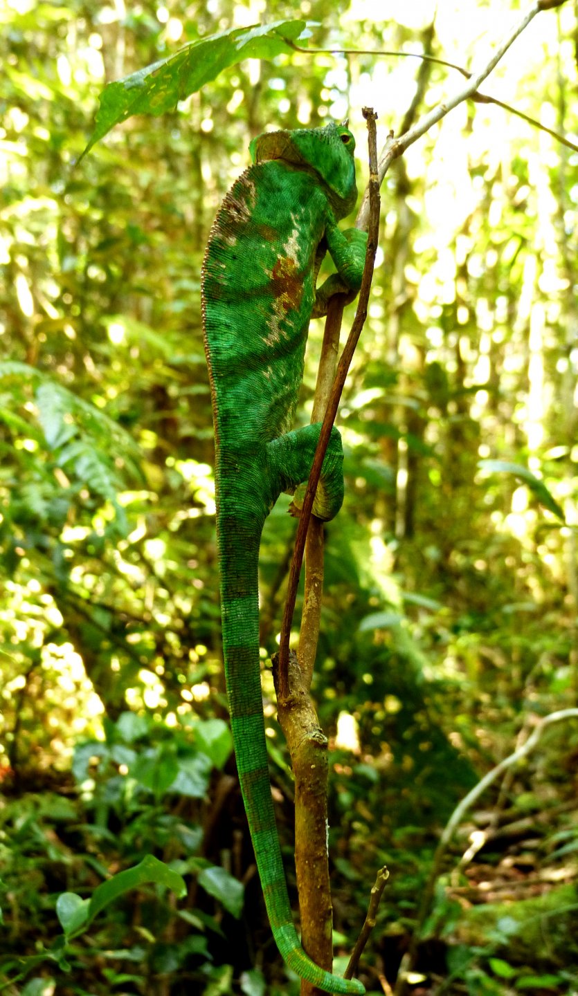 P1020310 chameleon.JPG