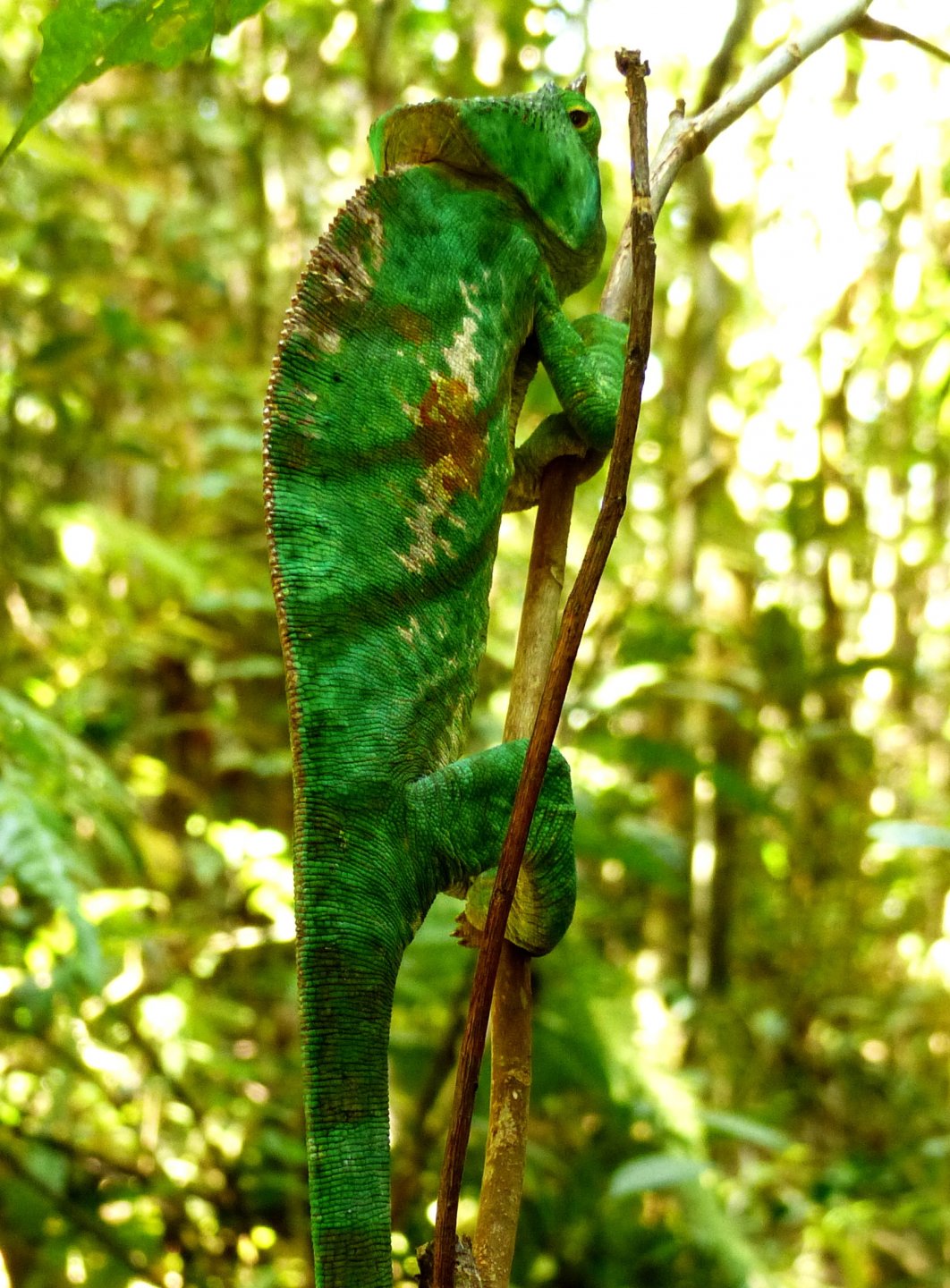 P1020310a chameleon.jpg