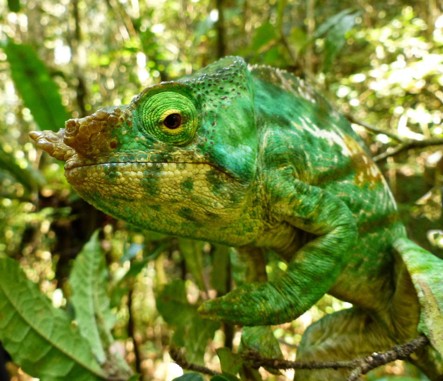 P1020321 chameleon.JPG