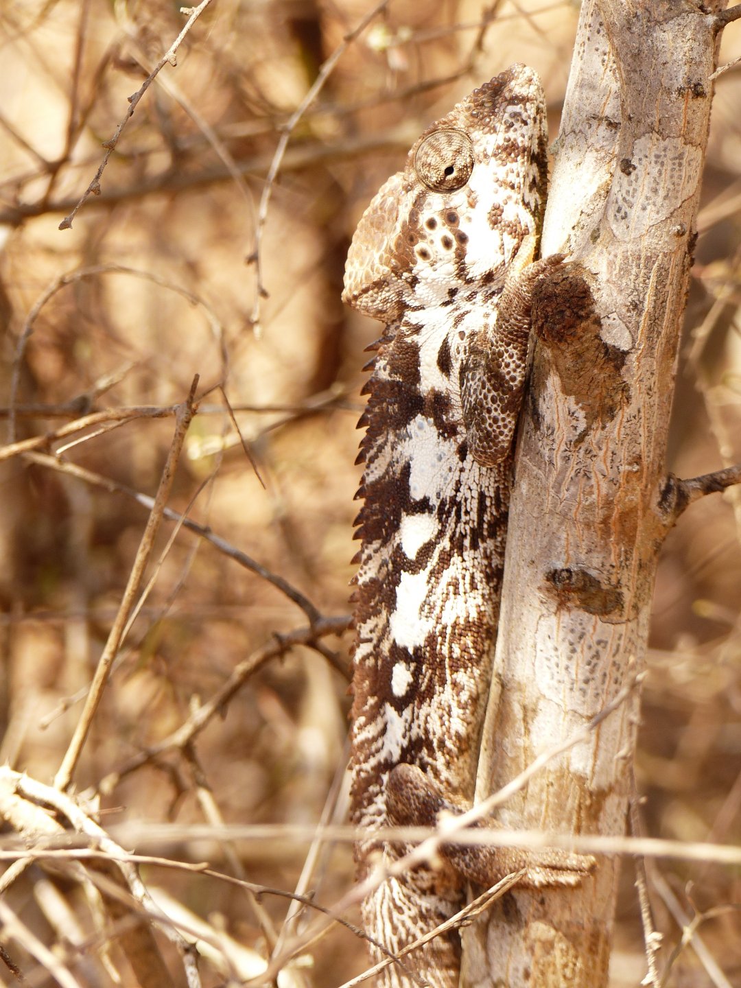 P1060331 Chameleon.JPG