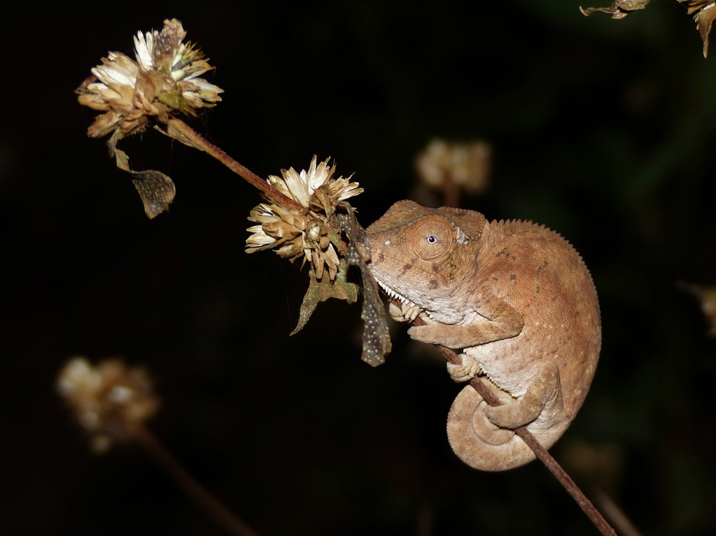 P1080441 chameleon.JPG