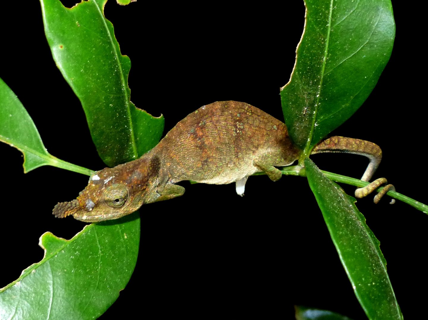 P1080455 Blue-nosed chameleon.JPG