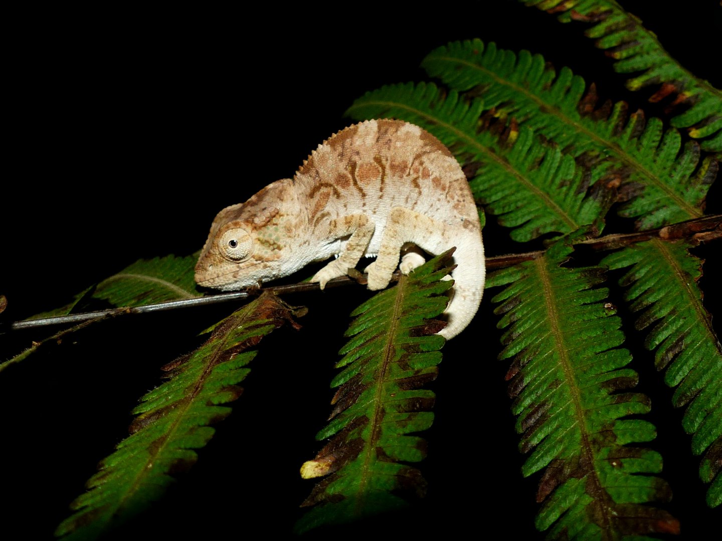 P1080479 chameleon.JPG