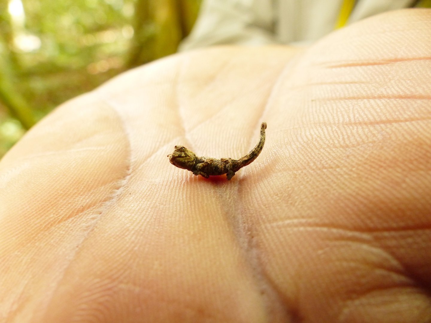 P1080613 brookesia chameleon.JPG