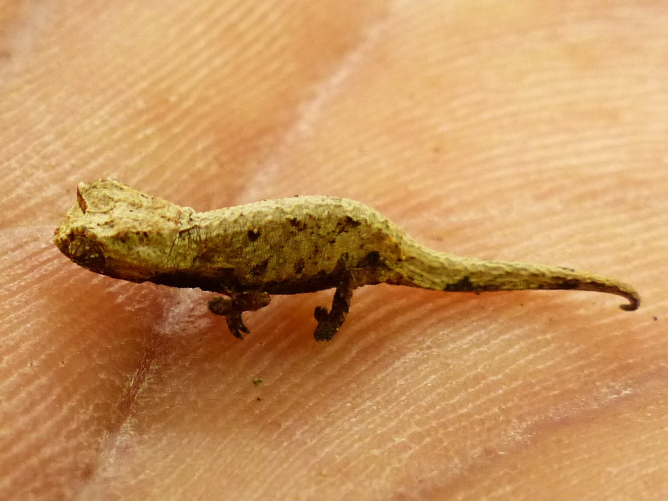 P1080620 brookesia chameleon.JPG