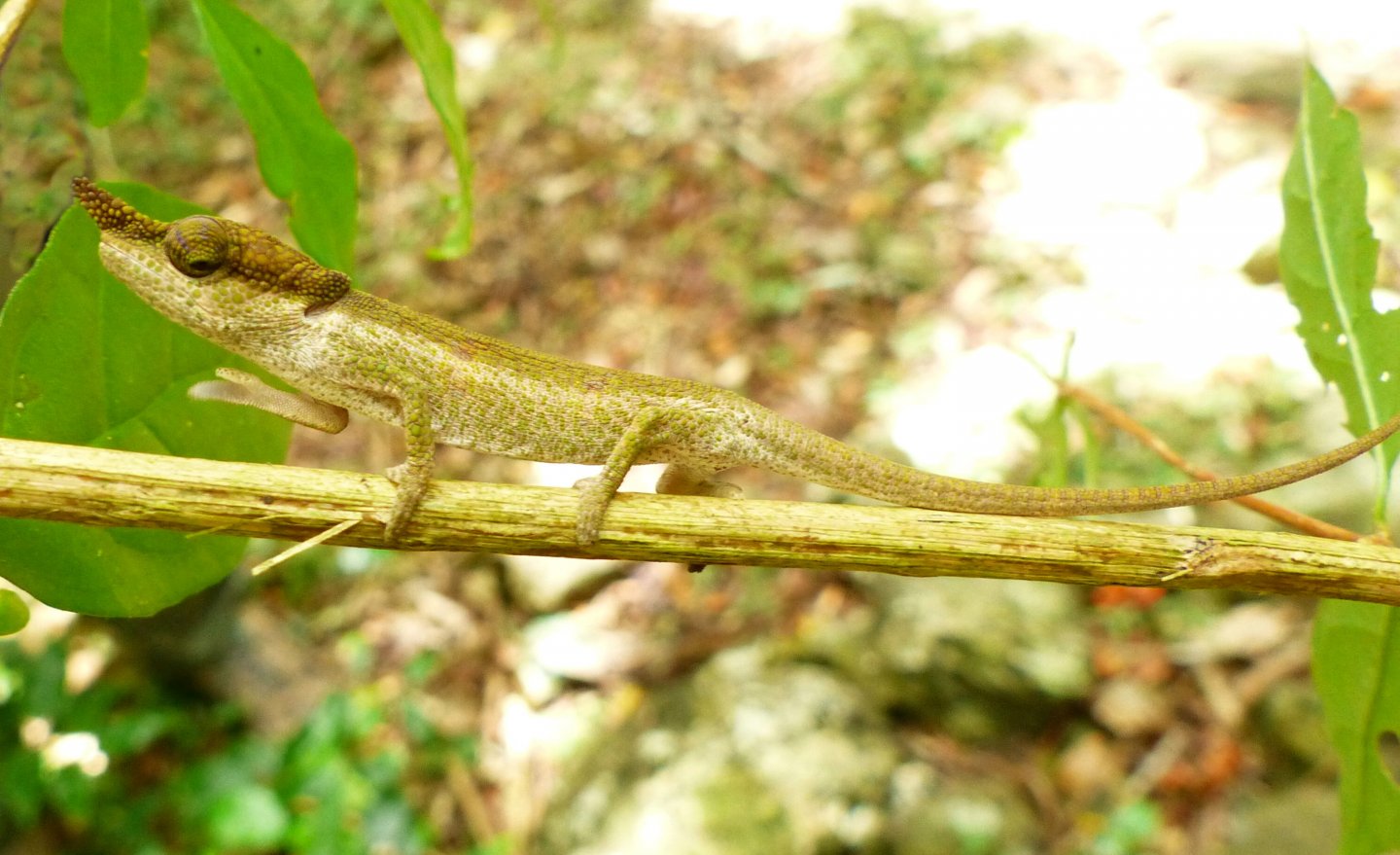 P1080812 blue-nosed chameleon.JPG