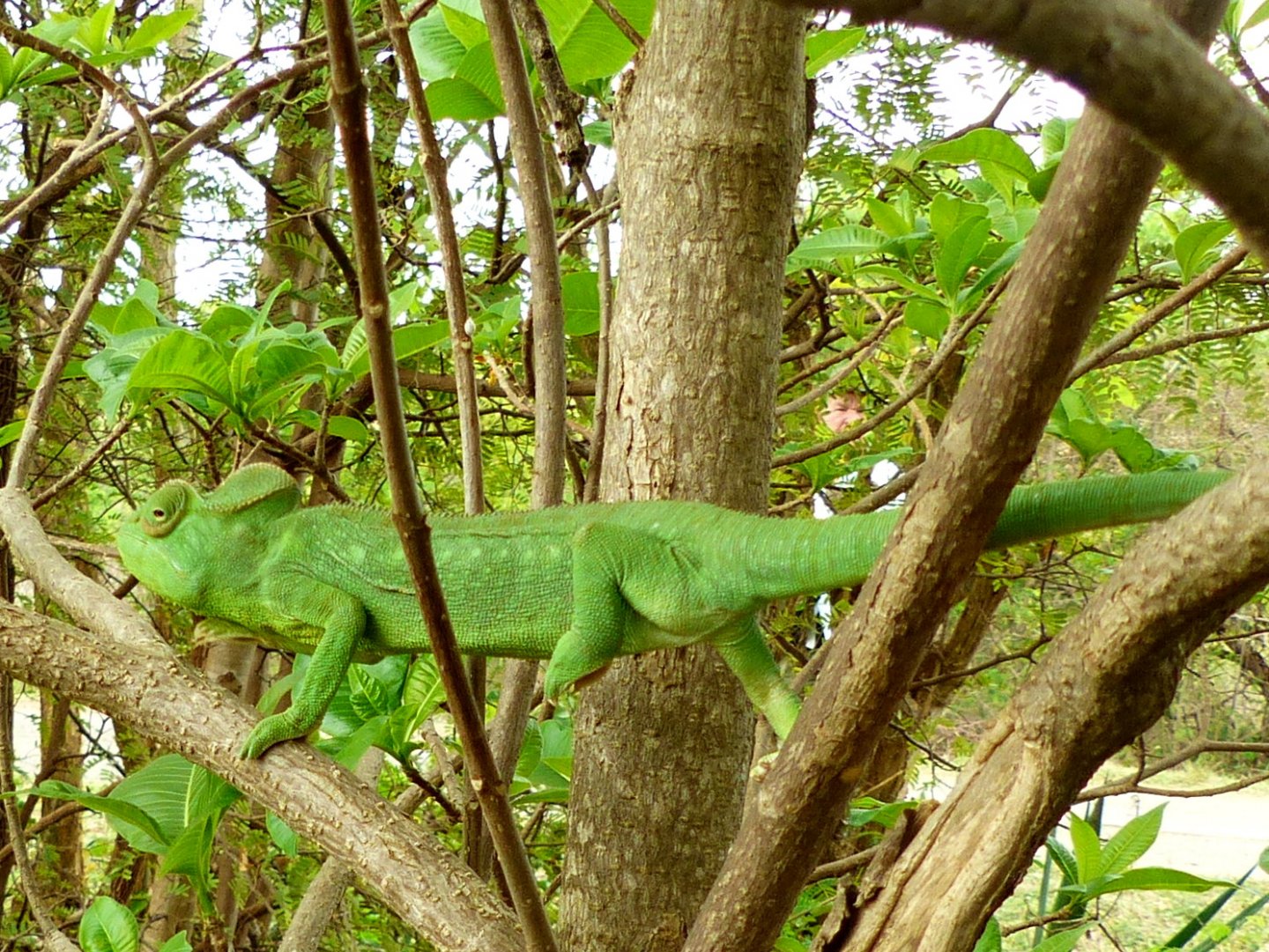 P1090062 chameleon.JPG