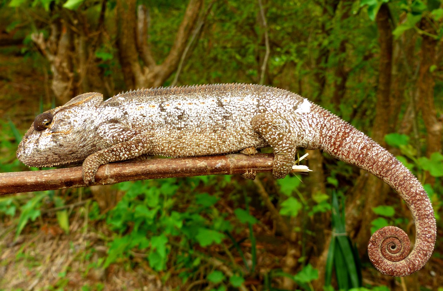 P1090074 chameleon.JPG