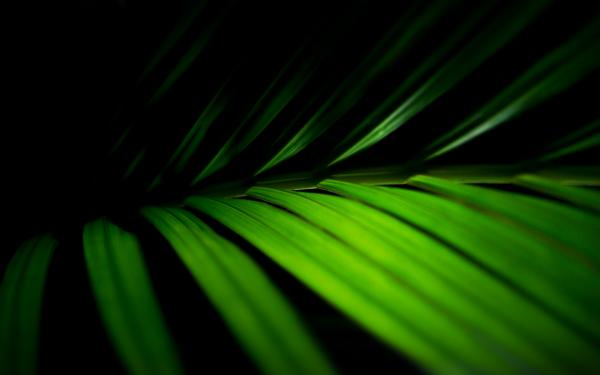 Palm fronds   vista desktop background