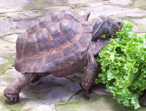 Pancakes, Gopher tortoise