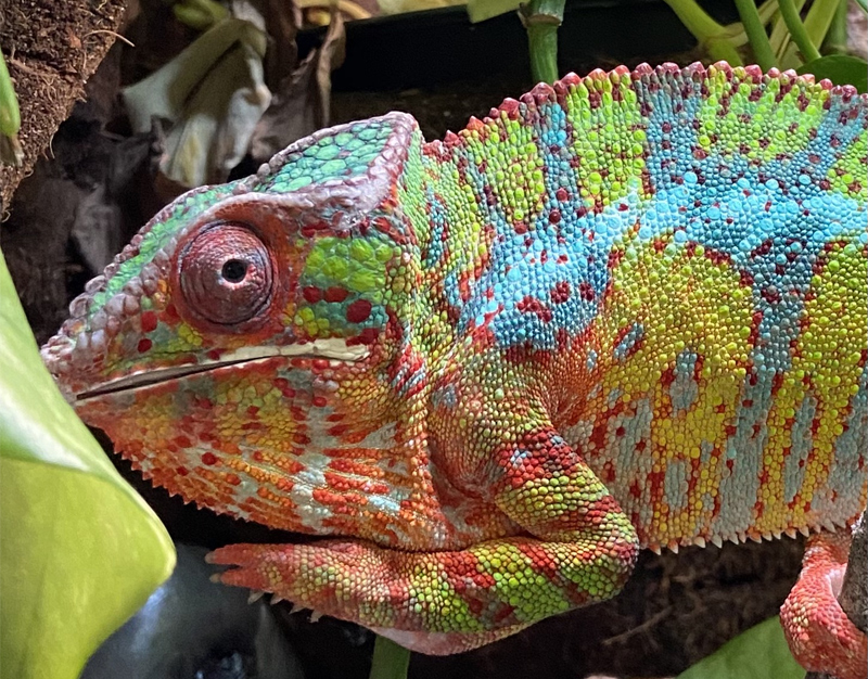 Panther Chameleon 10