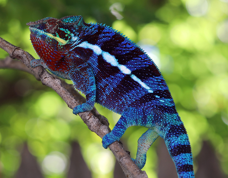 Panther Chameleon 13