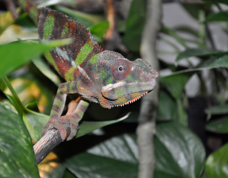 Panther Chameleon 14