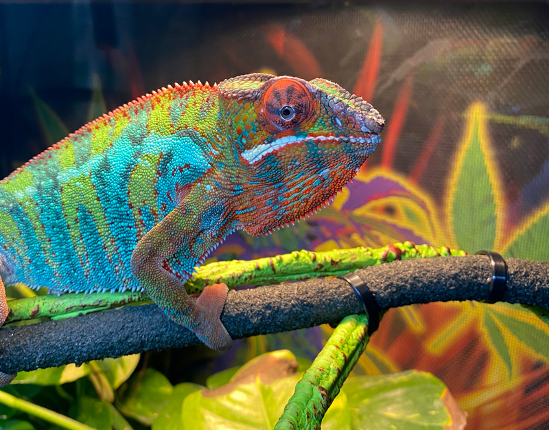 Panther Chameleon 15