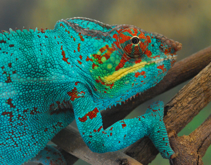 Panther Chameleon 17