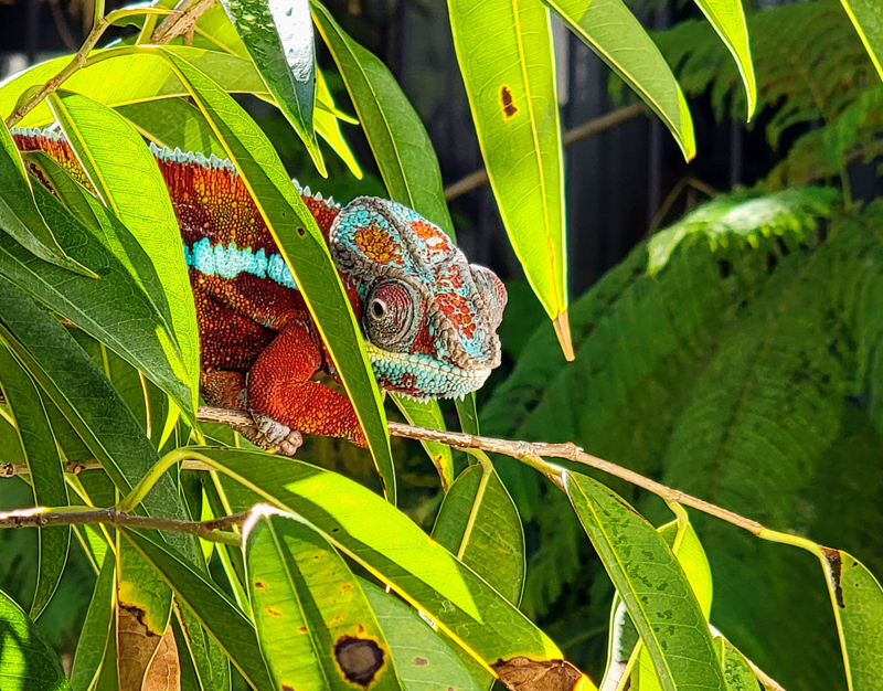 Panther Chameleon 2