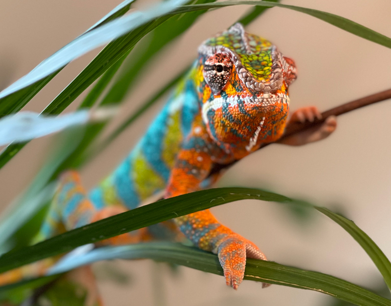 Panther Chameleon 27