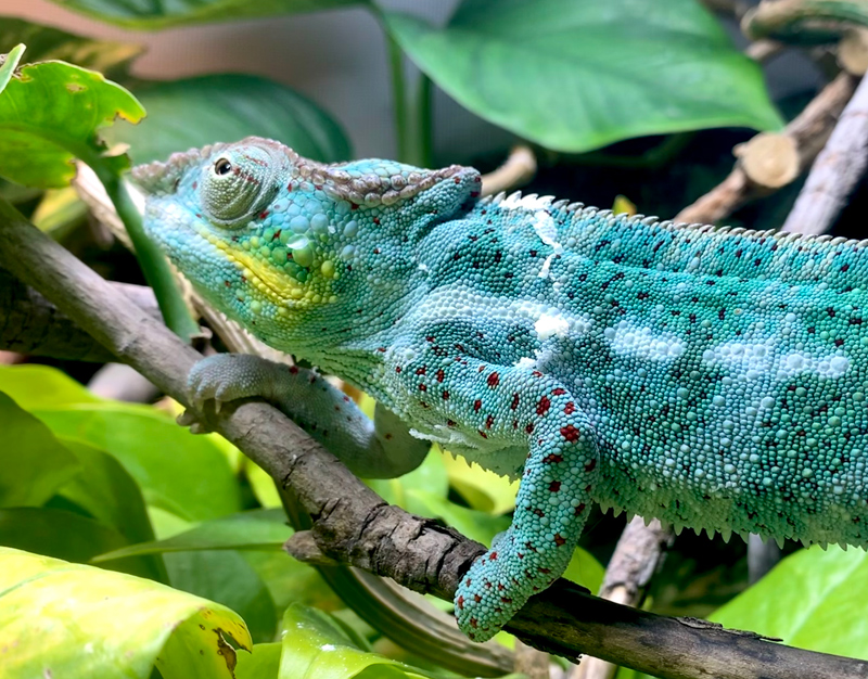 Panther Chameleon 28