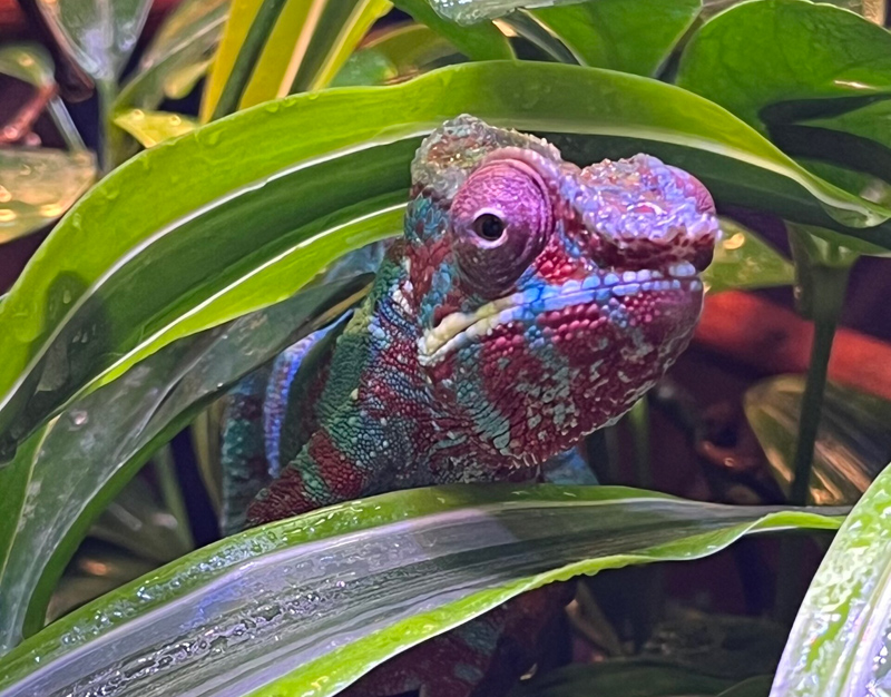 Panther Chameleon 29