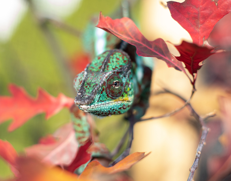 Panther Chameleon 4