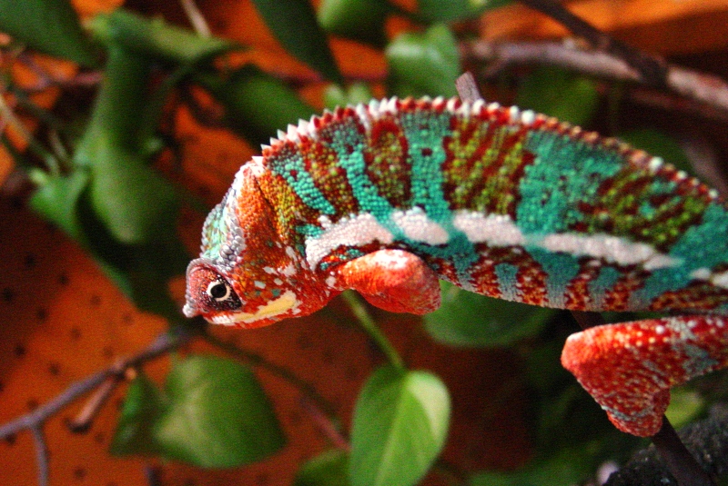 Panther Chameleon