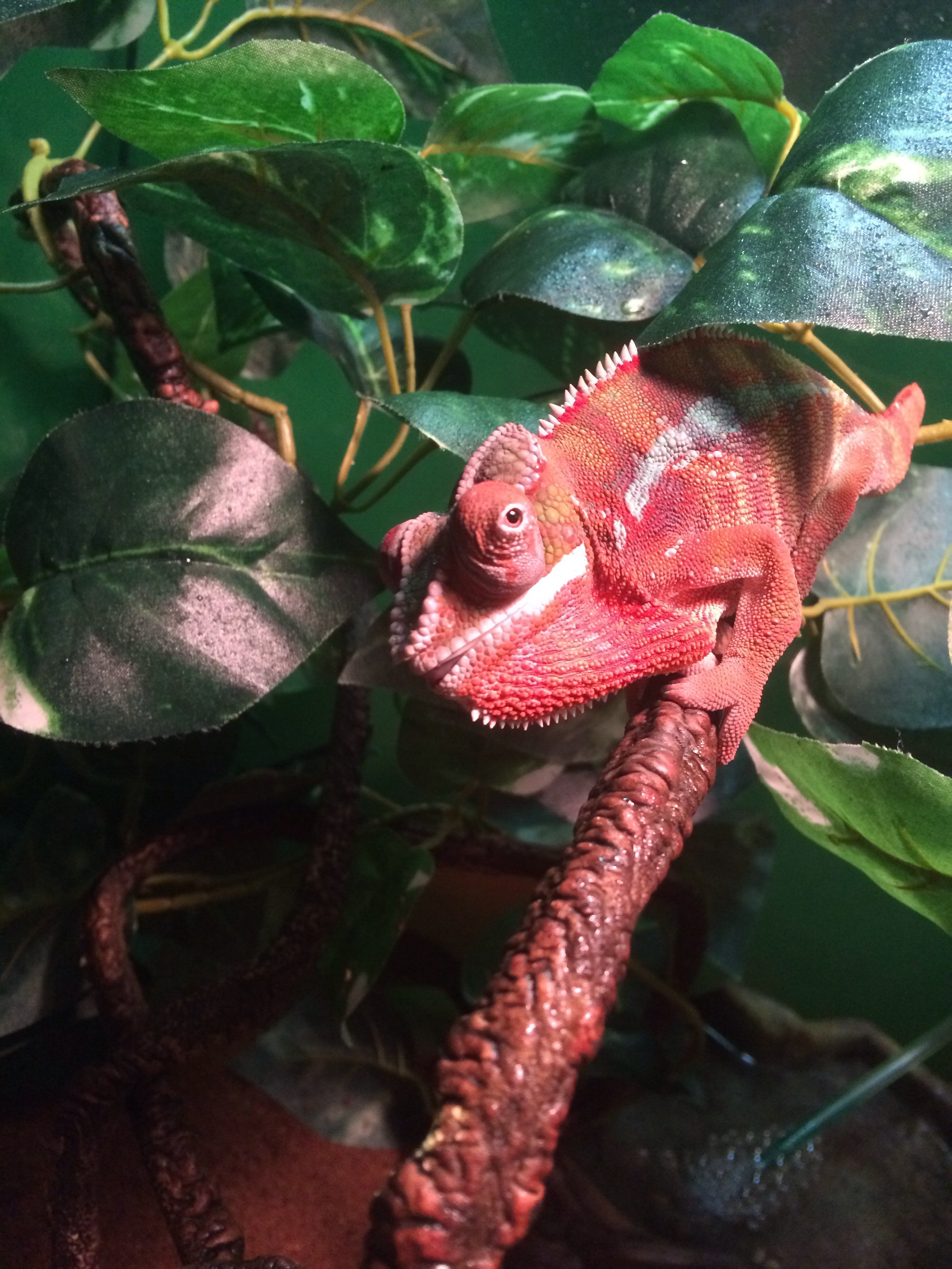 Panther Chameleon