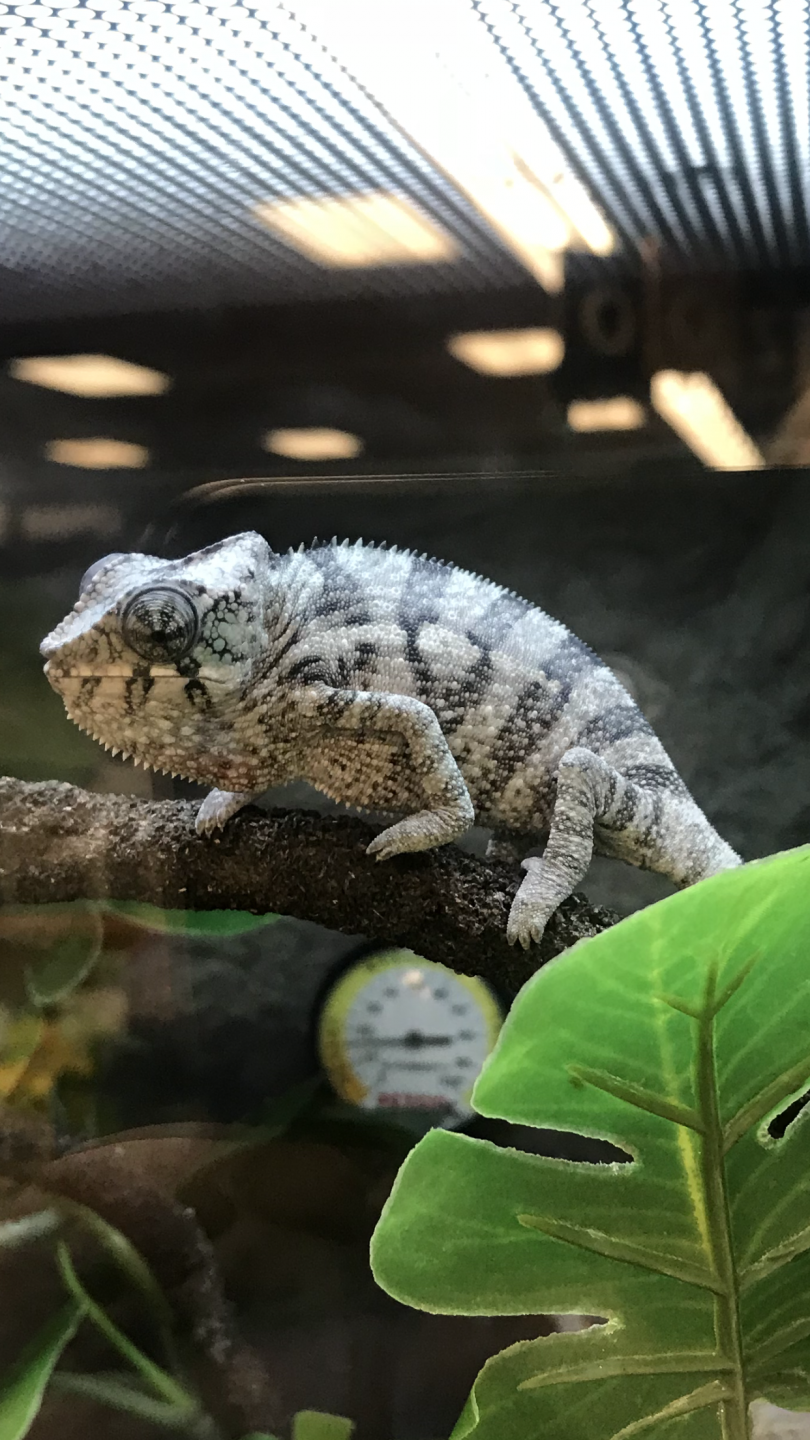 Panther chameleon