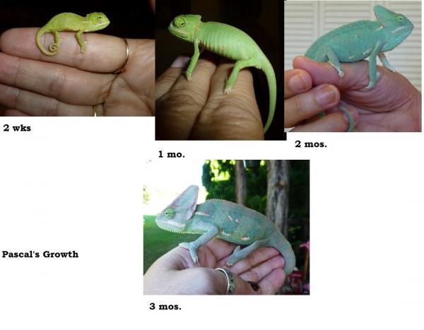 Pascal Growth