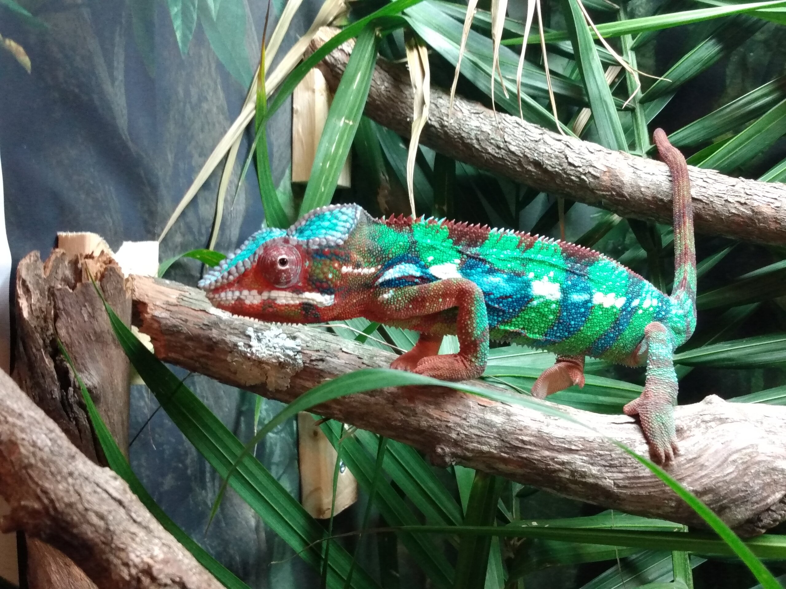 Peach Fuzz, my chameleon in his new enclosure! | Chameleon Forums