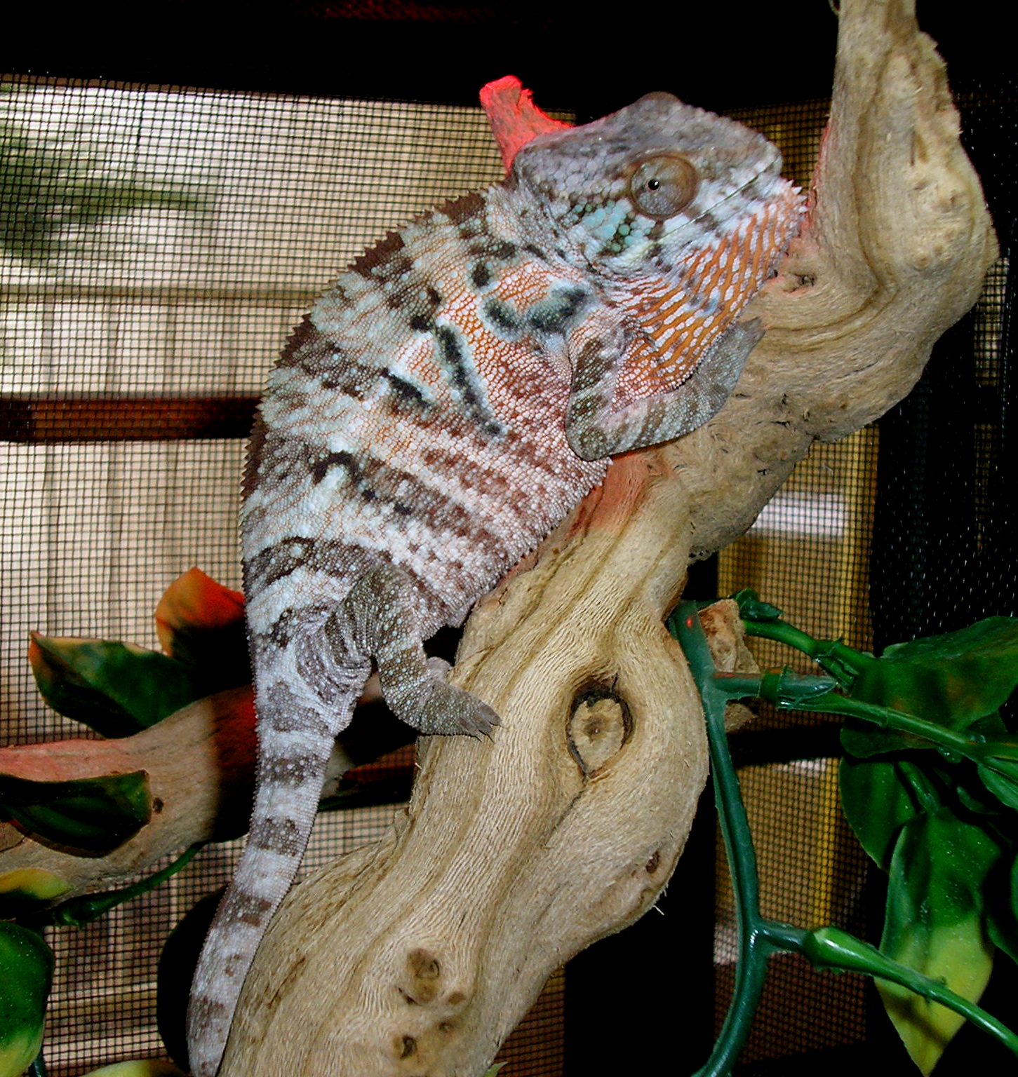 Peach,  My Panther Chameleon