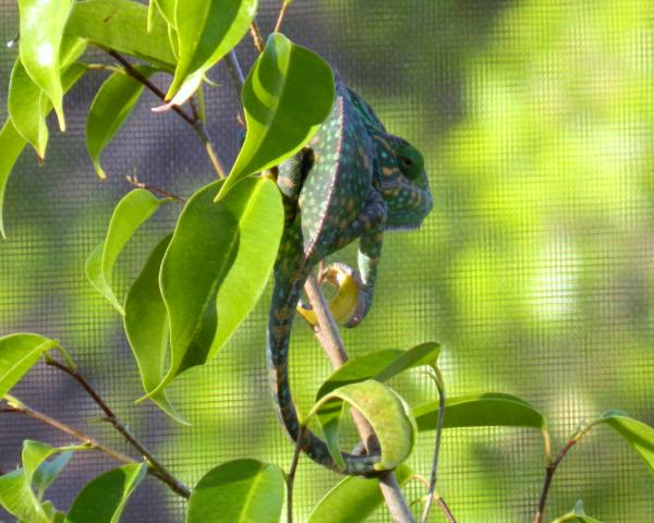 Perched at the top of her ficus.  She can see one of the males from here.