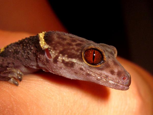 pheo, the mbd ridden cave gecko, he has made an almost full recovery. just trying to get some weight on him.