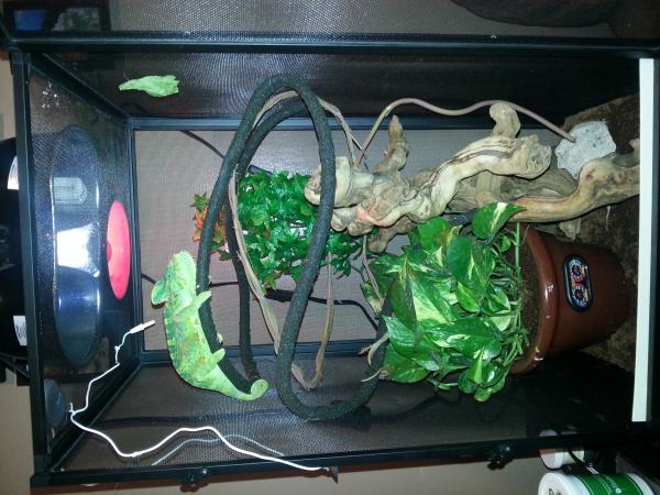 Pheobe 's cage.  Lights are of for night time