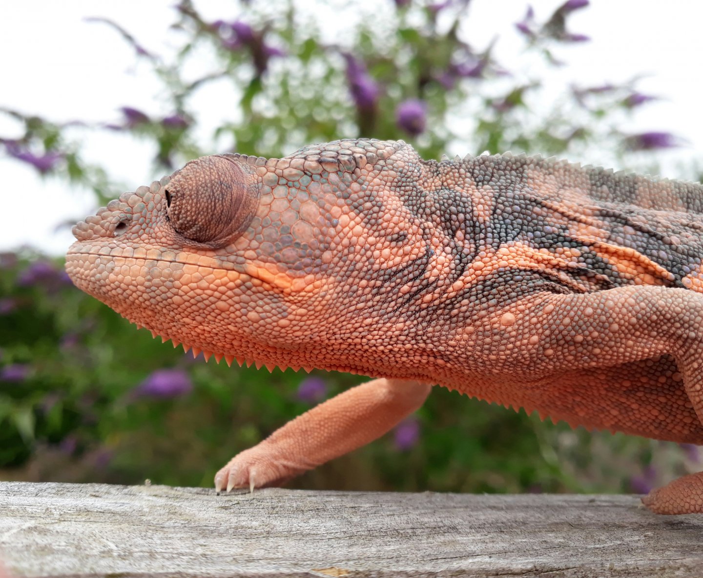 Pixie Pumpkin on the prowl!