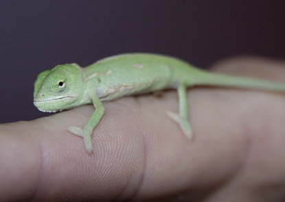 Popeye @ 1 week old