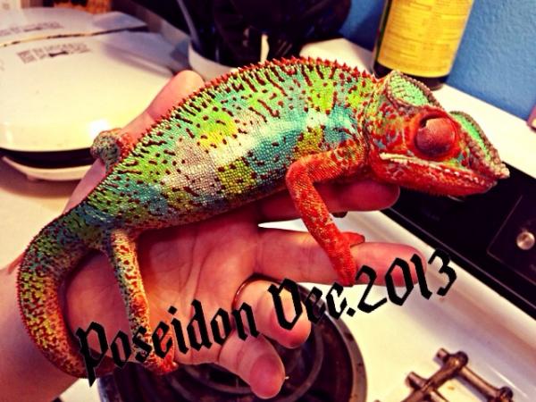 Poseidon is a daddy! Message me to reserve a baby! :-) and yes he is pure ambilobe blue barred