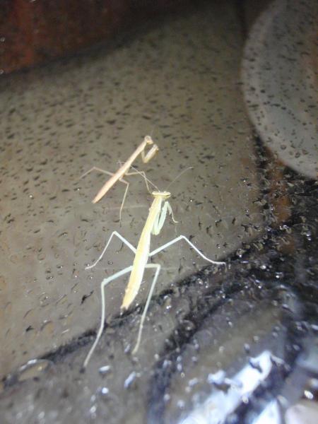 precise watering mantis