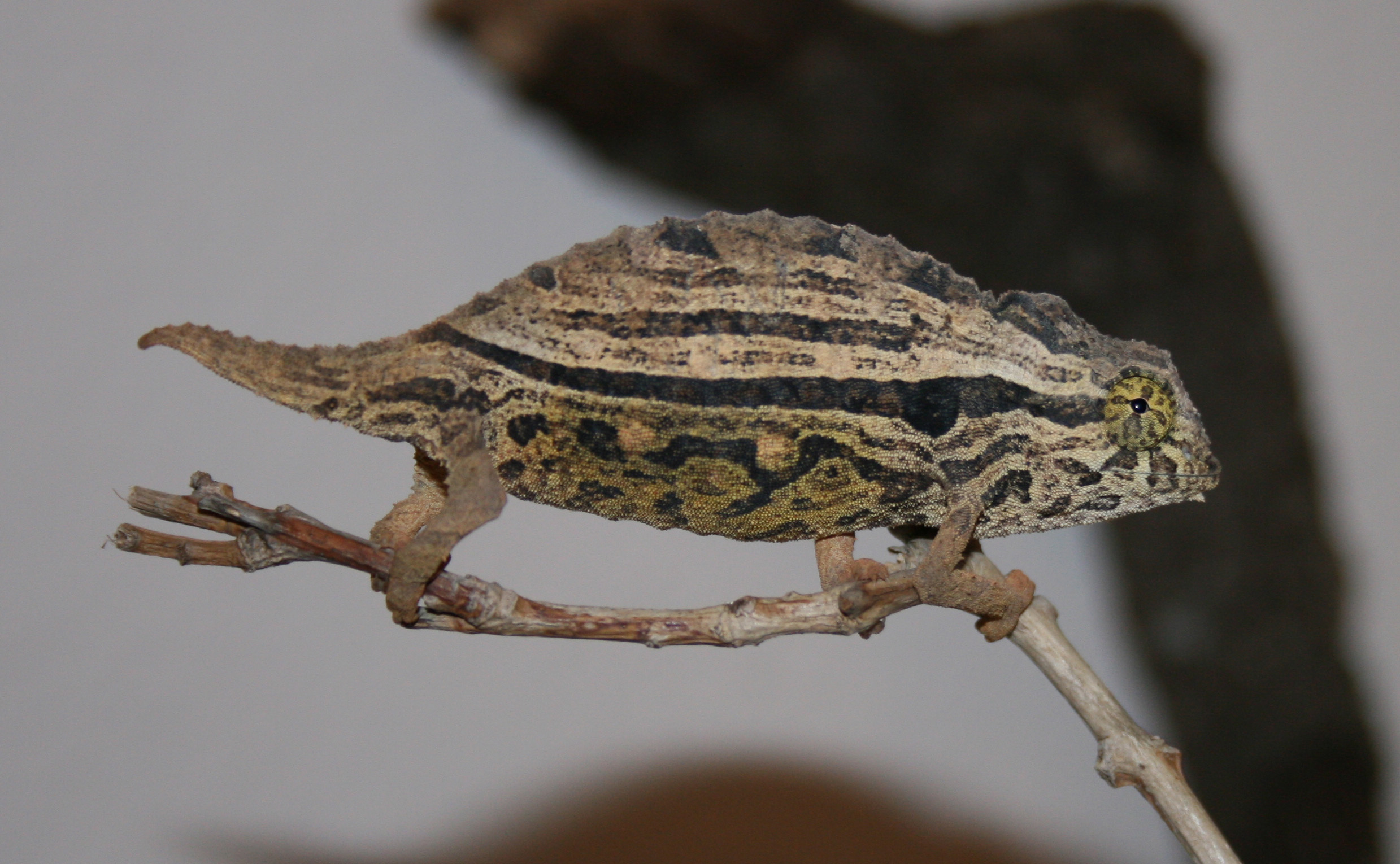 R. Brevicaudatus - Male Territorial Display