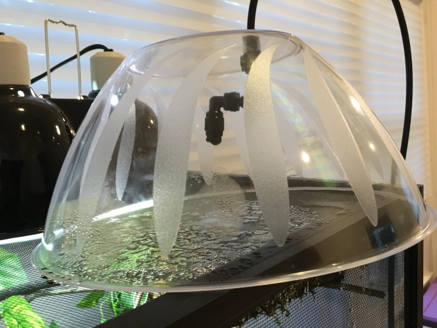 rain dome I made