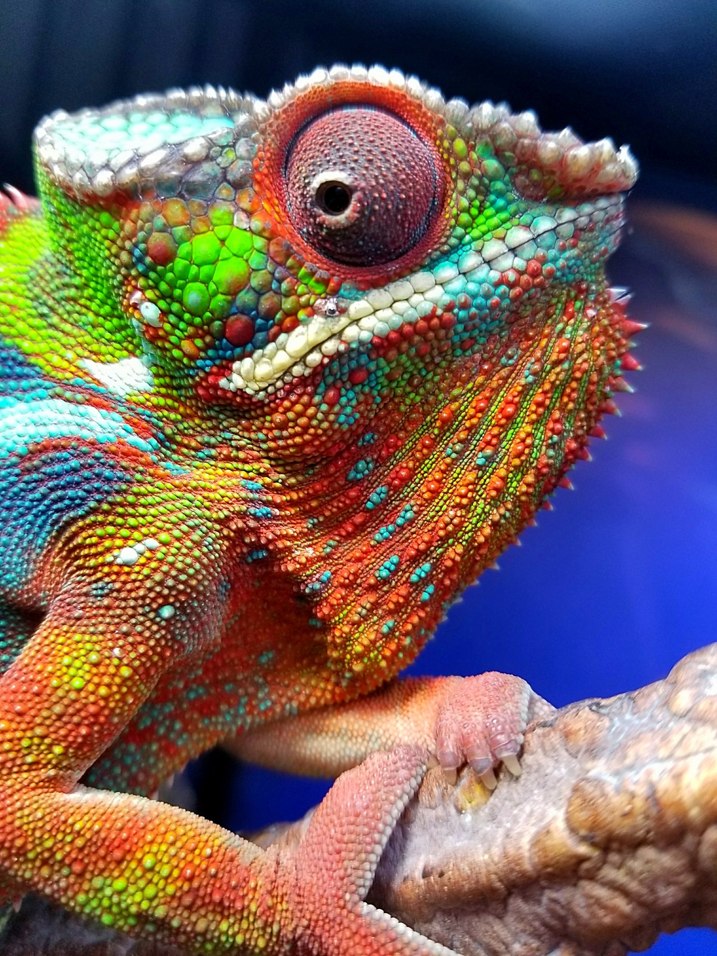 Rainbow Boy