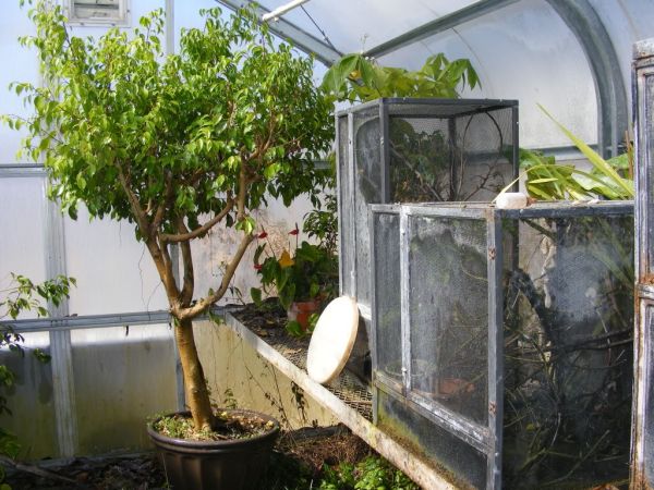 Ranch Location Greenhouse