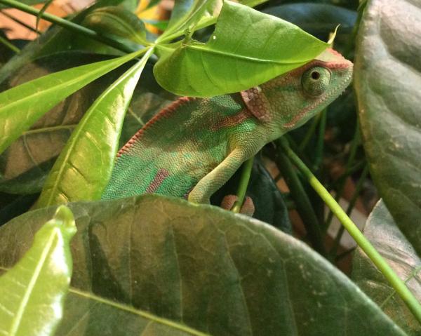 Rango (*_*) see the big bite out of the leaf, he loves his money tree....