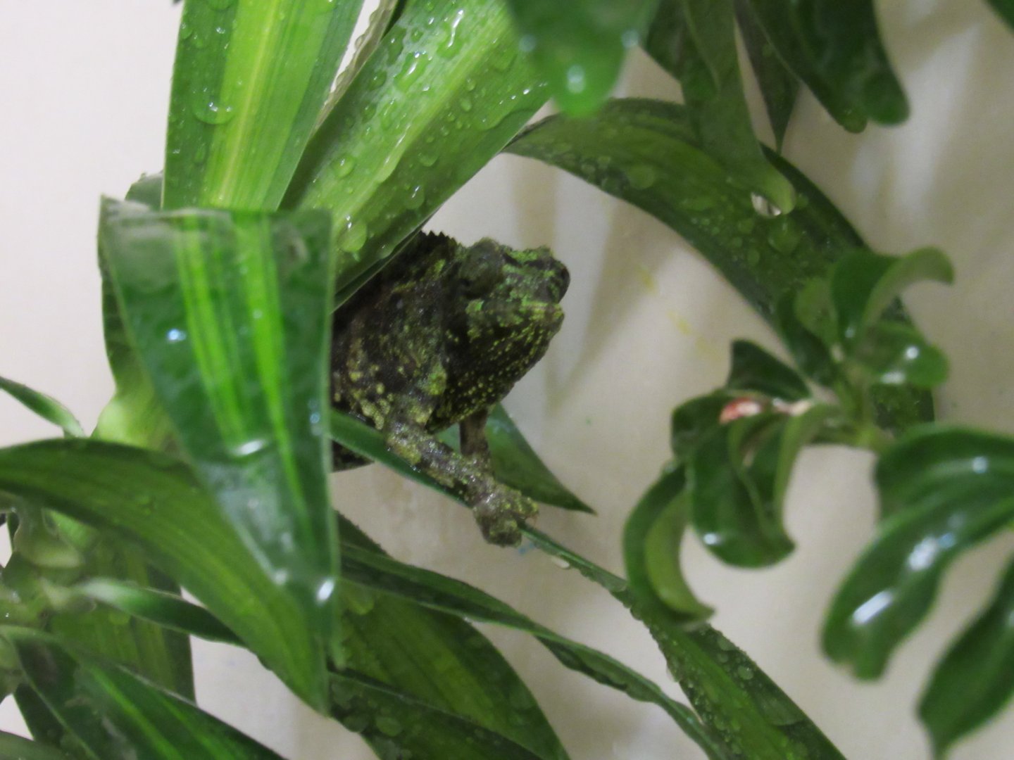 Rango and Priscilla enjoying the "Rain"