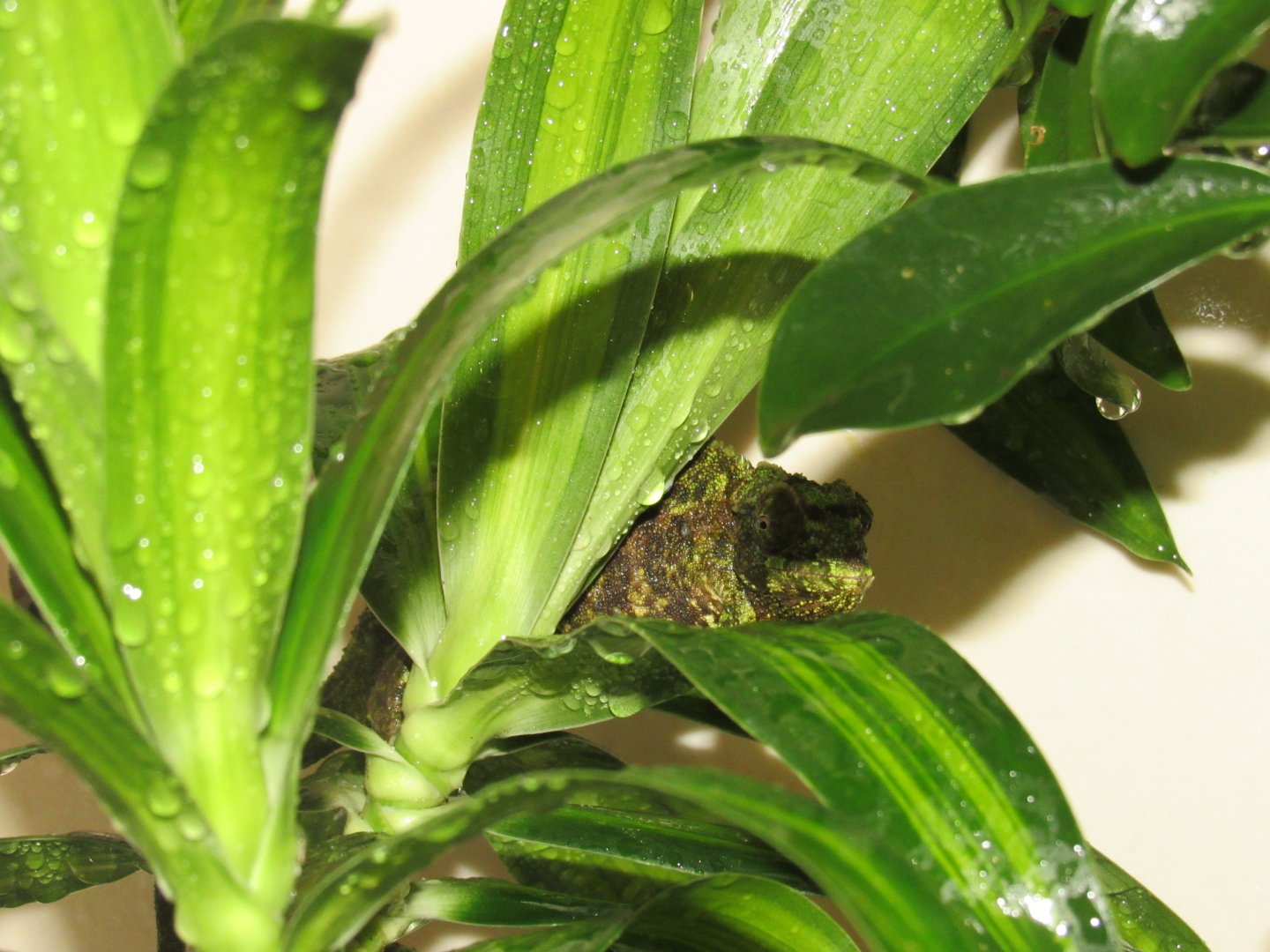 Rango and Priscilla enjoying the "Rain"