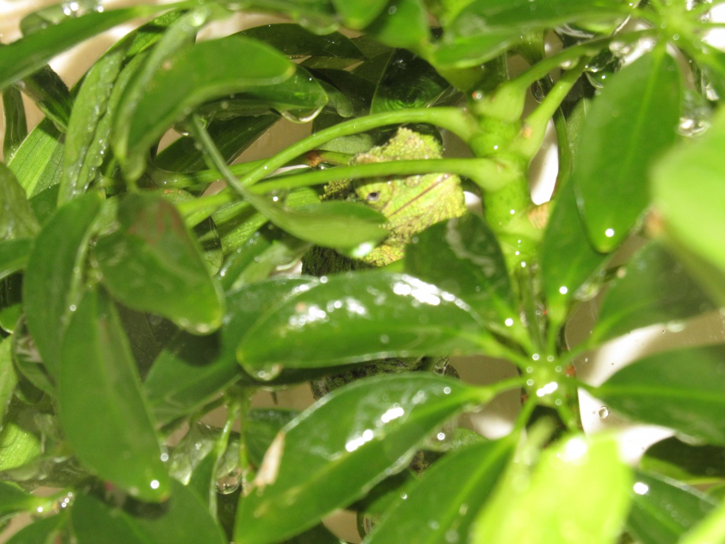 Rango and Priscilla enjoying the "Rain"